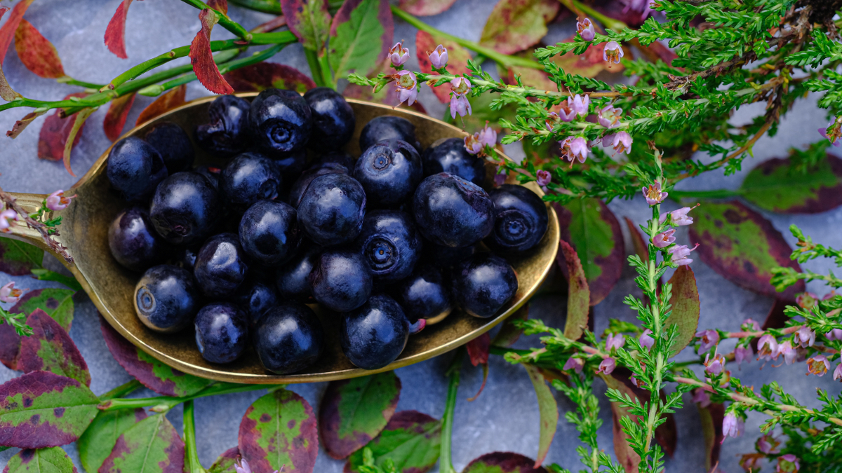 Wilde Heidelbeeren in einem Löffel, umgeben von Pflanzen und Blumen.