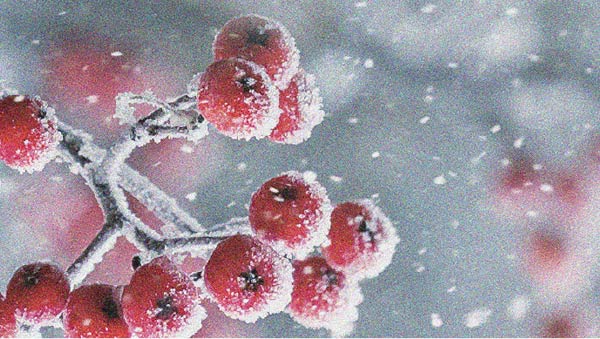 De meilleures habitudes alimentaires peuvent aider à réduire les niveaux de LDL