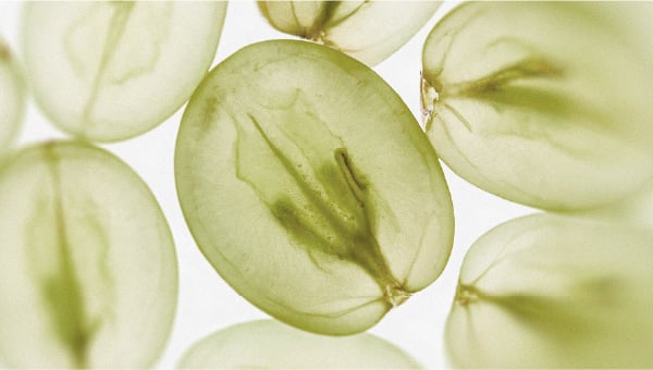 The diet that could support cognitive function