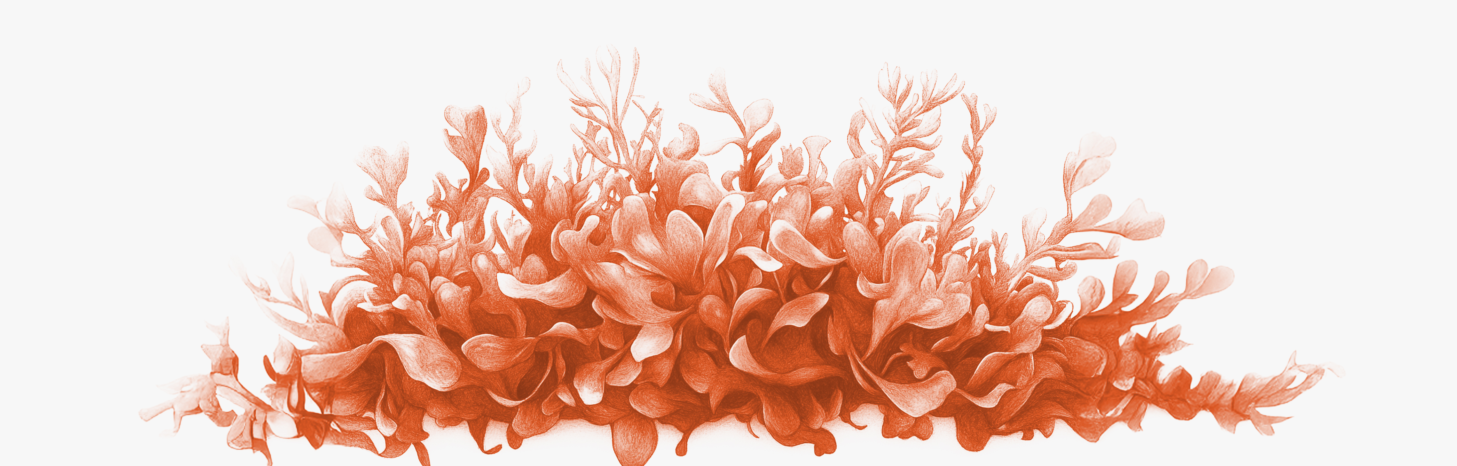 La espirulina podría ayudar a adelgazar