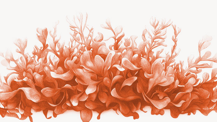 La espirulina podría ayudar a adelgazar