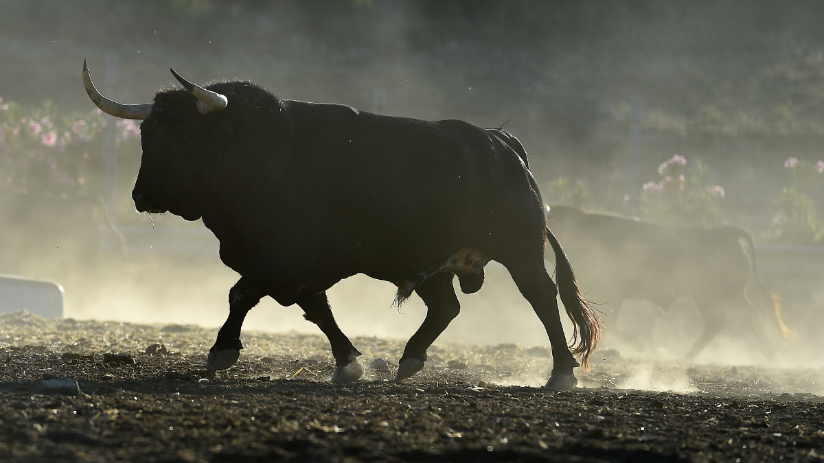 Muscular bull in profile walking outdoors 