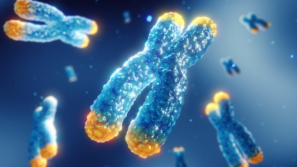 Telomerase in den Chromosomen
