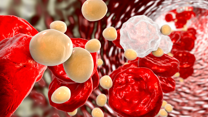 Triglycérides dans la circulation sanguine