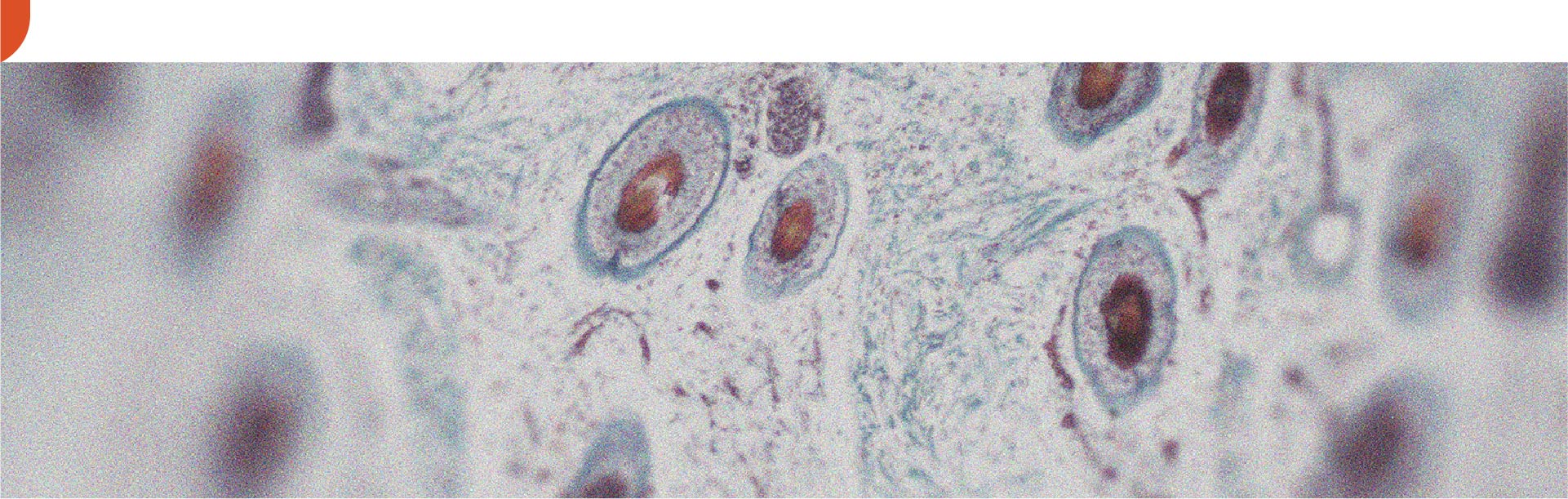 In che modo la vitamina A può essere benefica per la pelle?