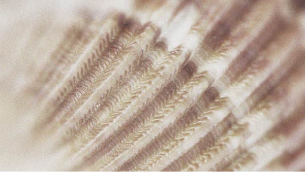 La vitamina B12 ha molti benefici, tra cui potrebbe contribuire alla salute dei capelli