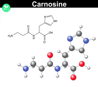 recenzii anti-imbatranire carnosine