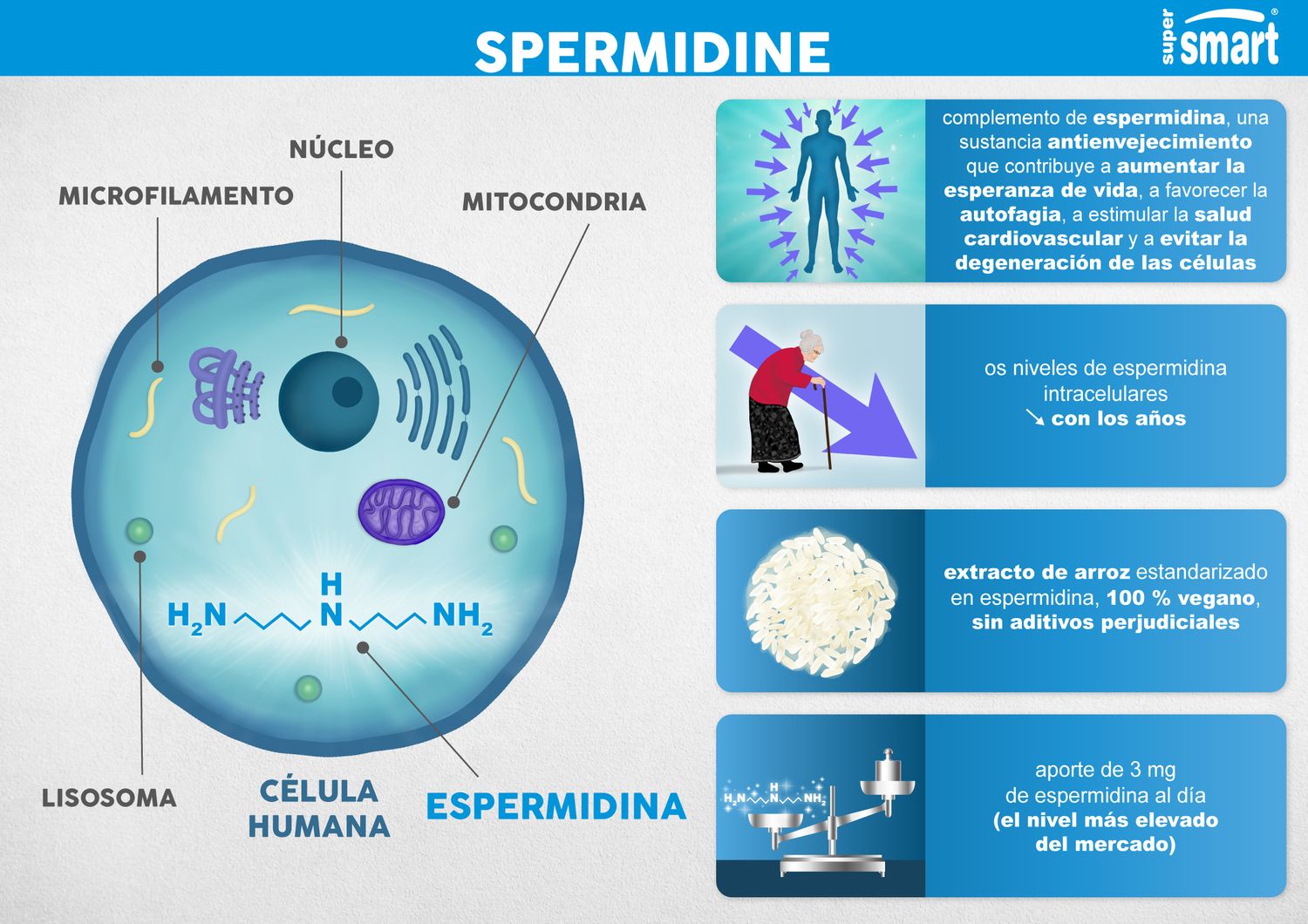 Los beneficios del complemento Spermidine